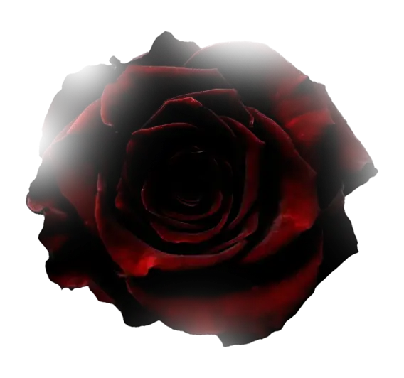 Decorative rose