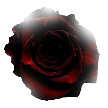 Decorative rose