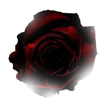 Decorative rose