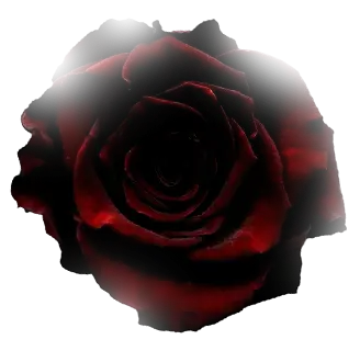 Decorative rose