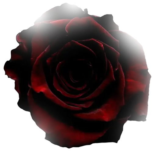 Decorative rose
