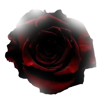 Decorative rose