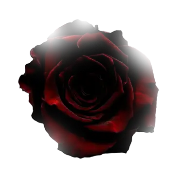 Decorative rose